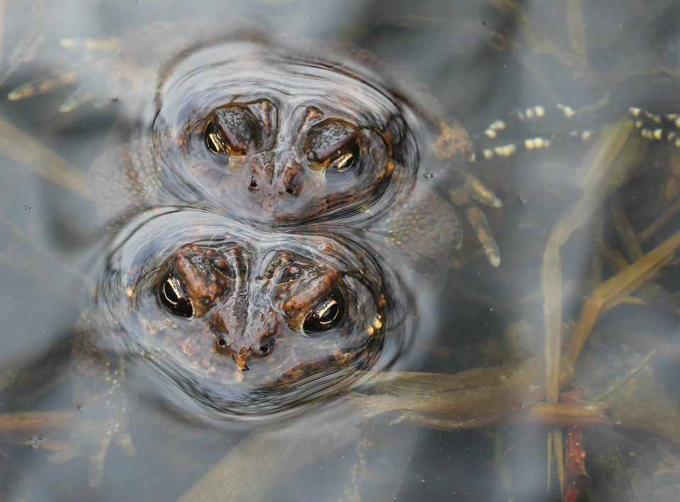 American Toads